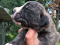 cane corso brindle
